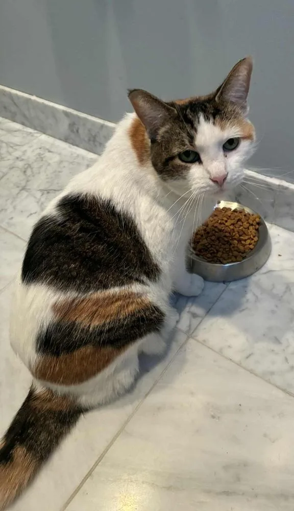 A senior medium-sized female Orange & White Domestic Short Hair cat named Mini for adoption in Homer Glen, IL