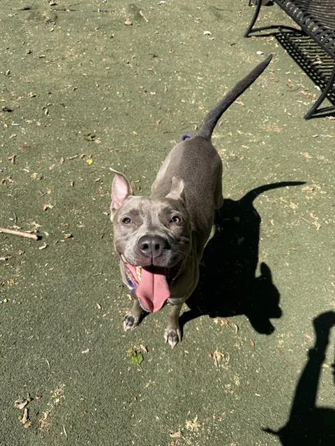 An adult medium-sized female Pit Bull Terrier dog named Nala for adoption in Charlotte, NC