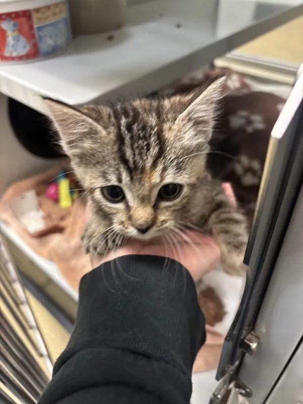 A baby small-sized female Domestic Short Hair cat named Jade for adoption in Escondido, CA