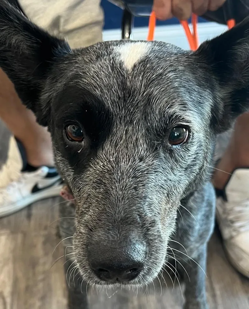 A young medium-sized female Australian Cattle Dog / Blue Heeler dog named Starla Rae  Zelda for adoption in Labelle, FL