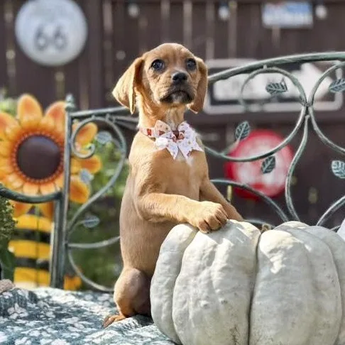 A baby medium-sized female Red / Chestnut / Orange Boxer dog named Latte for adoption in Southport, CT