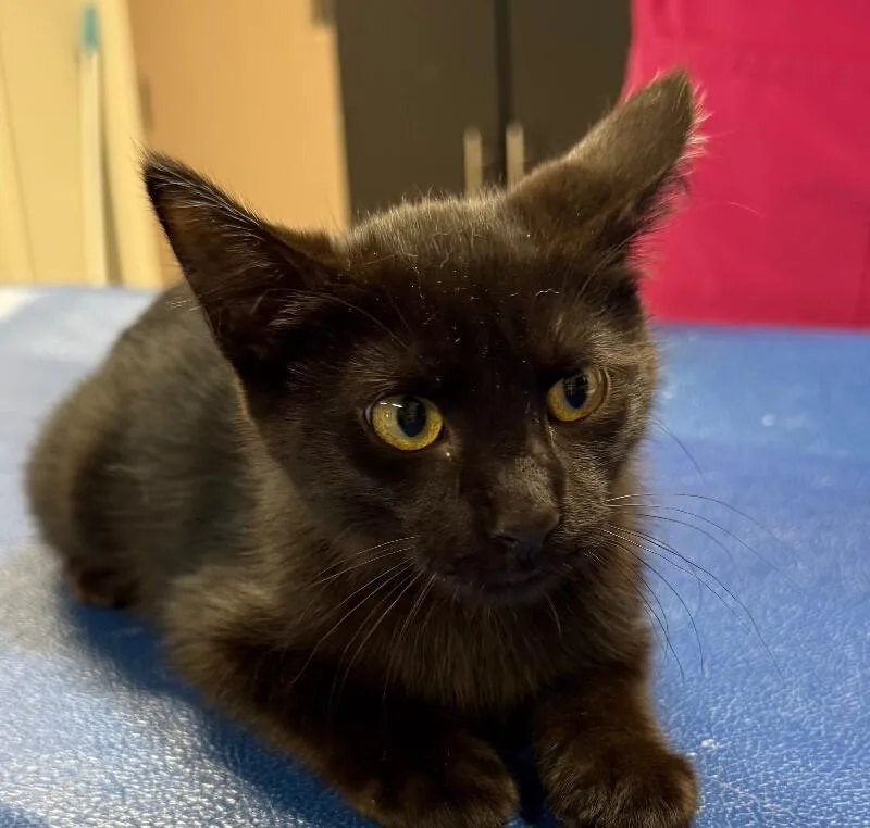 A young small-sized female Domestic Short Hair cat named Kayda for adoption in Yankton, SD