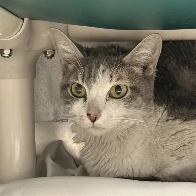 An adult small-sized female Domestic Short Hair cat named Smiski for adoption in Las Vegas, NV