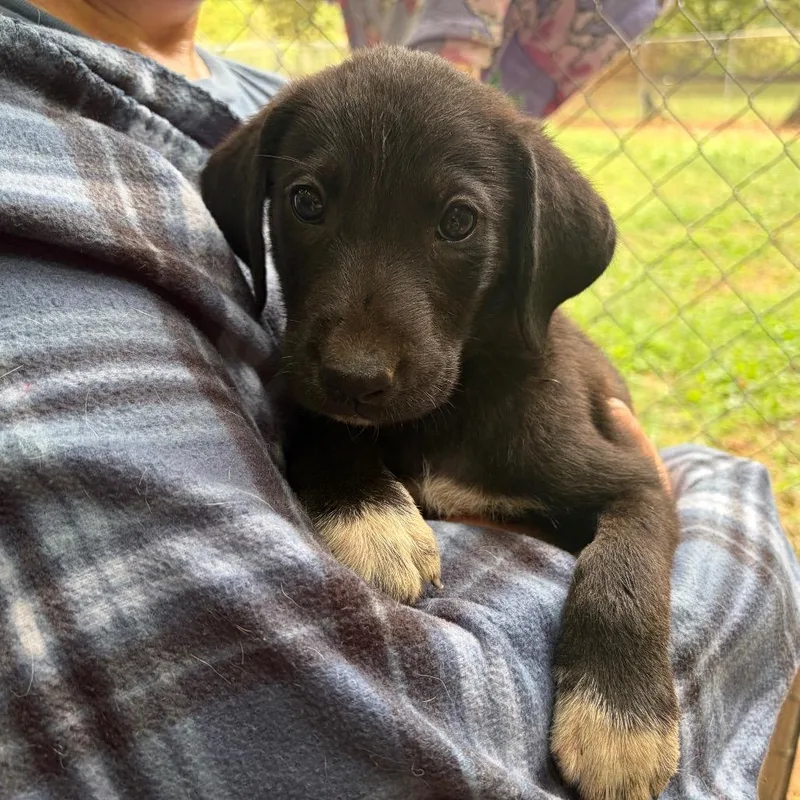 A baby large-sized male Black Great Pyrenees dog named Atlas for adoption in Sequatchie, TN