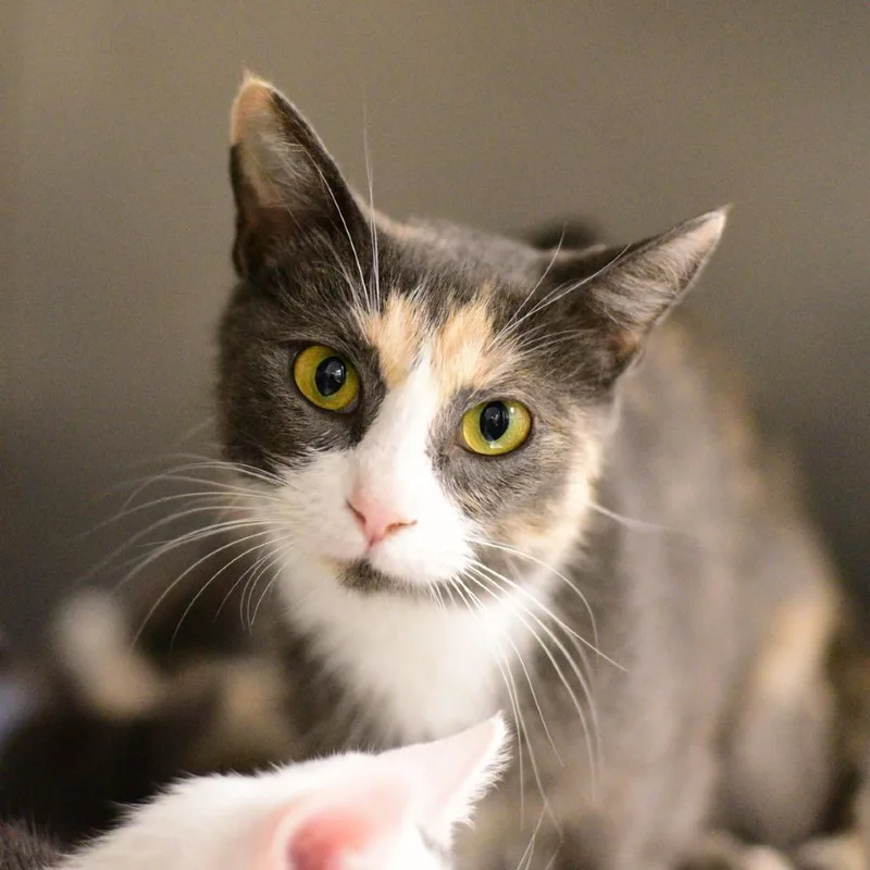 An adult medium-sized female Calico Domestic Short Hair cat named Diva for adoption in Idaho Falls, ID