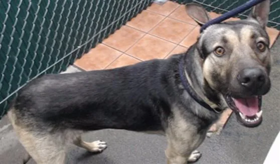 An adult medium-sized male German Shepherd Dog dog named Brandon for adoption in Downey, CA