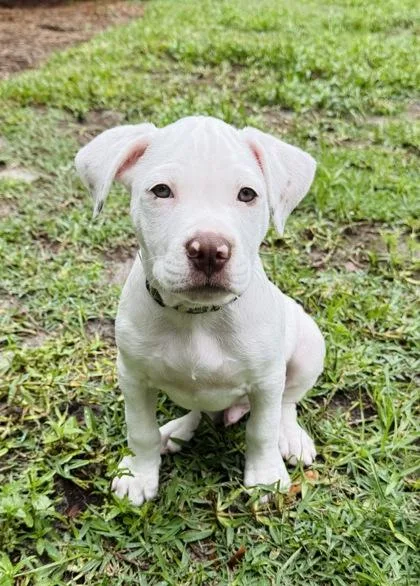 An adult medium-sized male Treeing Walker Coonhound dog named Ringo for adoption in Brunswick, GA