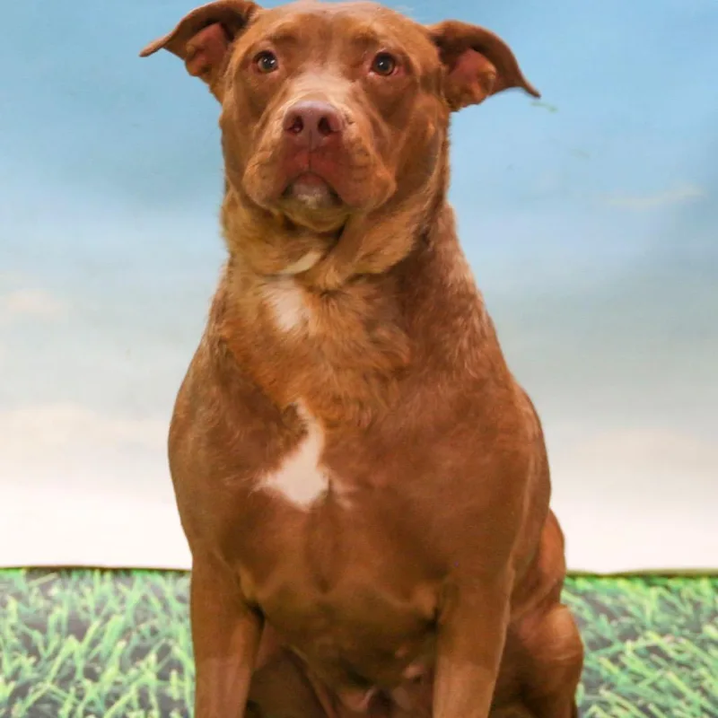 An adult medium-sized female Red / Chestnut / Orange Labrador Retriever dog named Armani for adoption in Casa Grande, AZ