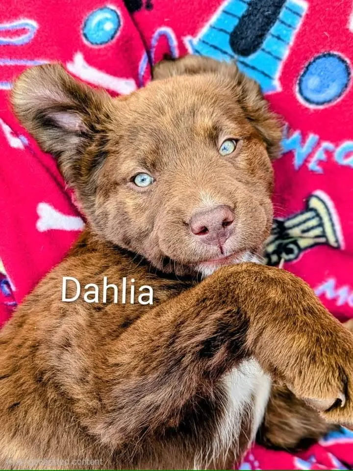 A baby medium-sized female Mixed Breed dog named Dahlia for adoption in Arlee, MT