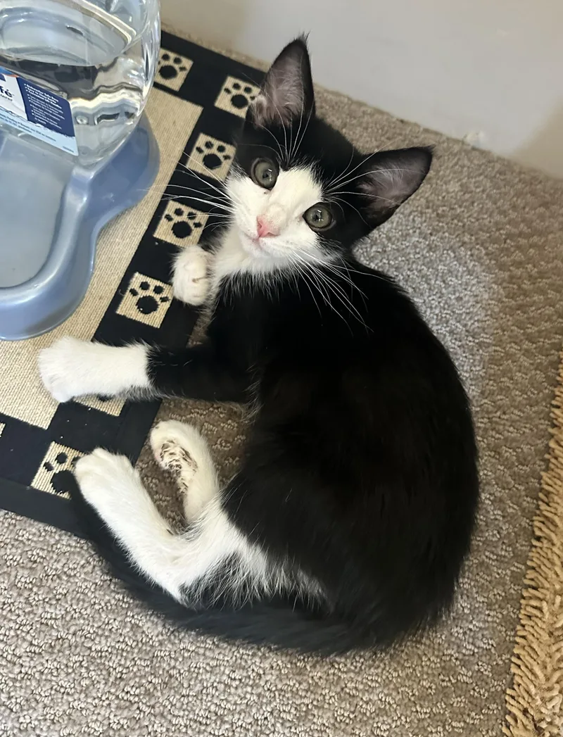 A baby medium-sized male Black & White / Tuxedo Tuxedo cat named Checkers Tuxedo Charm for adoption in Prescott, AZ