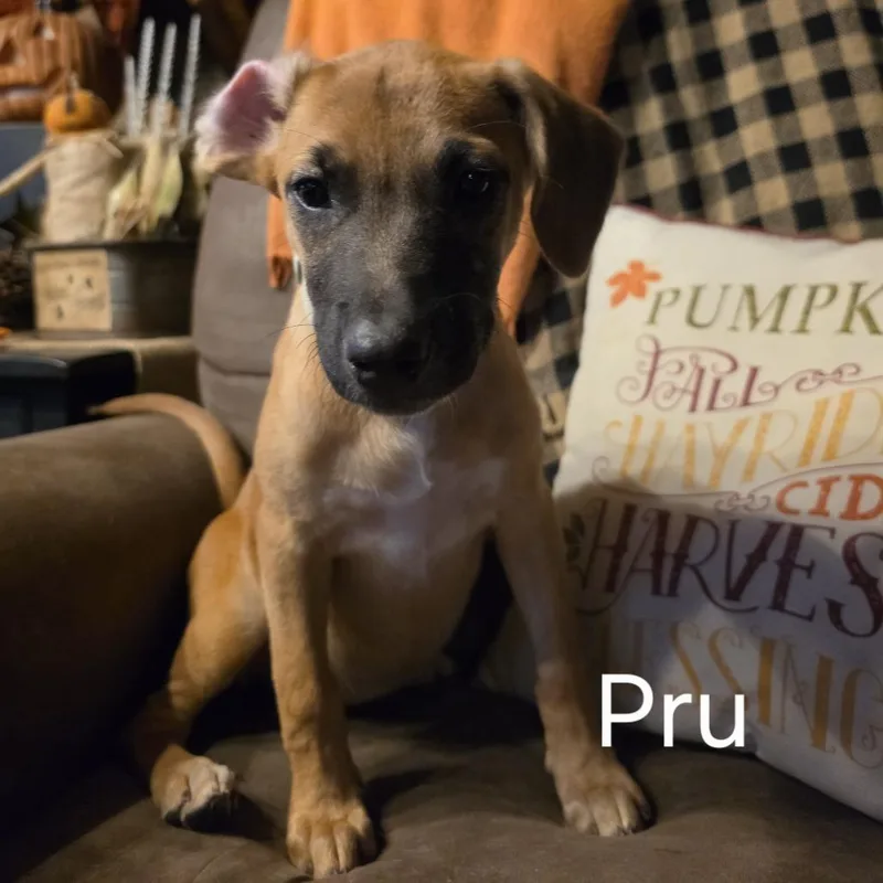 A baby medium-sized female Boxer dog named Pru for adoption in Bartlett, TN
