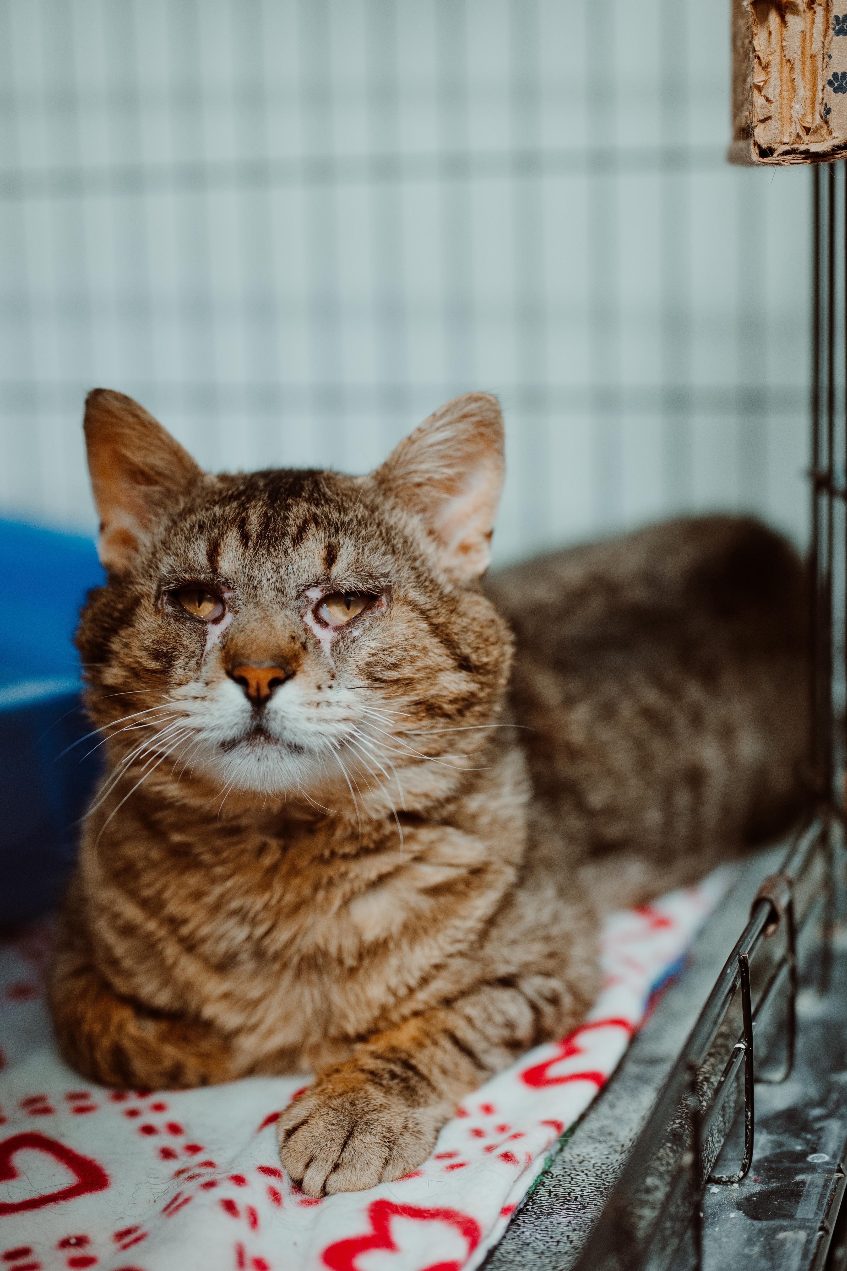 An adult large-sized male Tabby (Gray / Blue / Silver) Tabby cat named Biscuit Joe for adoption in Le Mars, IA