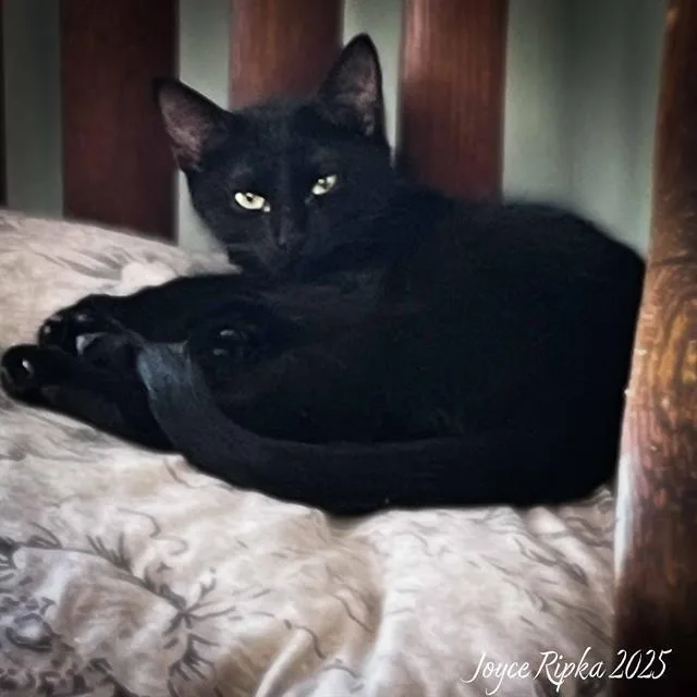 A young small-sized female Domestic Short Hair cat named Nell for adoption in Haw River, NC