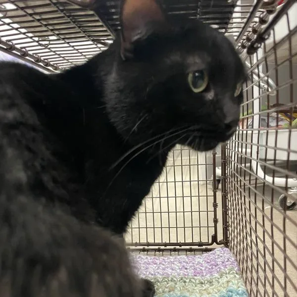 An adult small-sized male Domestic Short Hair cat named Nox for adoption in Des Moines, IA