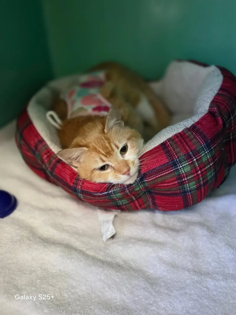 A young medium-sized female Orange / Red Tabby cat named Valencia for adoption in Crescent City, CA