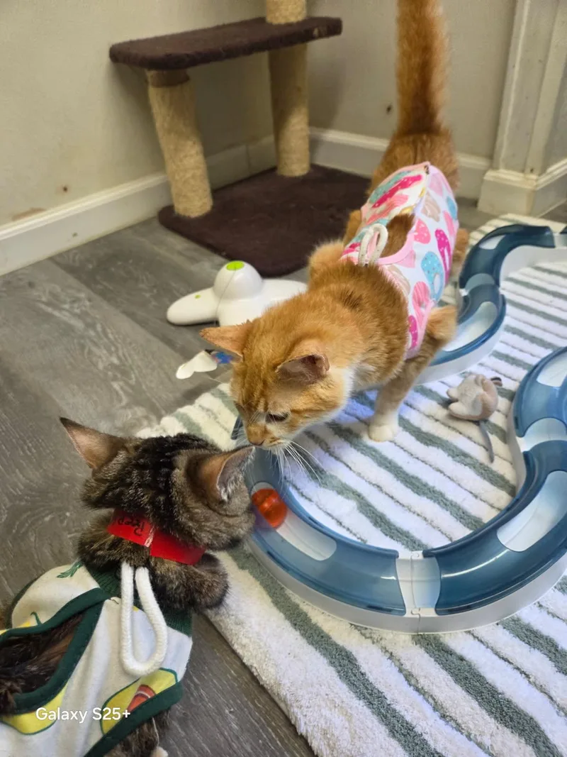 Valencia thumbnail 2