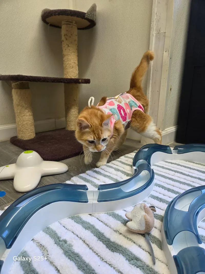 Valencia thumbnail 3