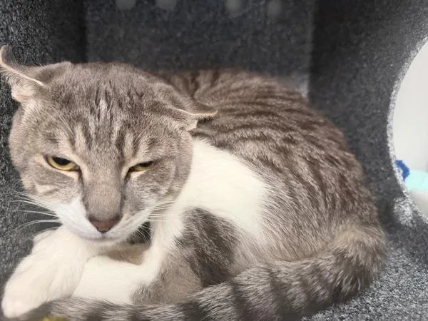A young medium-sized male Domestic Short Hair cat named Drax for adoption in Ridgewood, NY