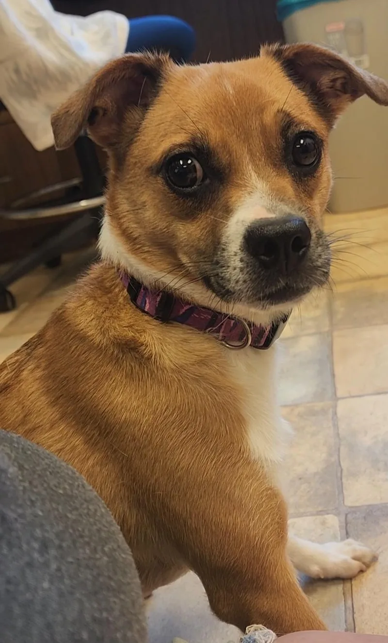Holly