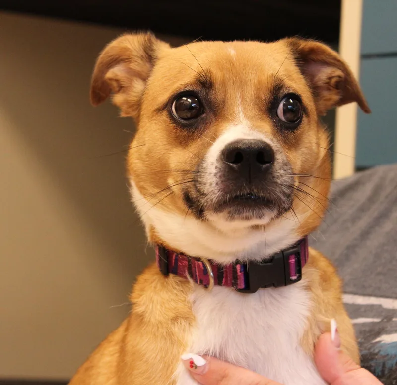 Holly thumbnail 4