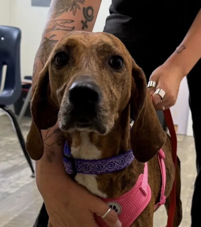 An adult medium-sized female Plott Hound dog named Olive Oyl for adoption in Marshall, NC