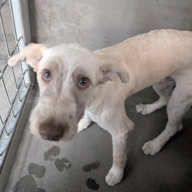 A baby medium-sized male White / Cream Poodle dog named Jasper for adoption in Mission Hills, CA