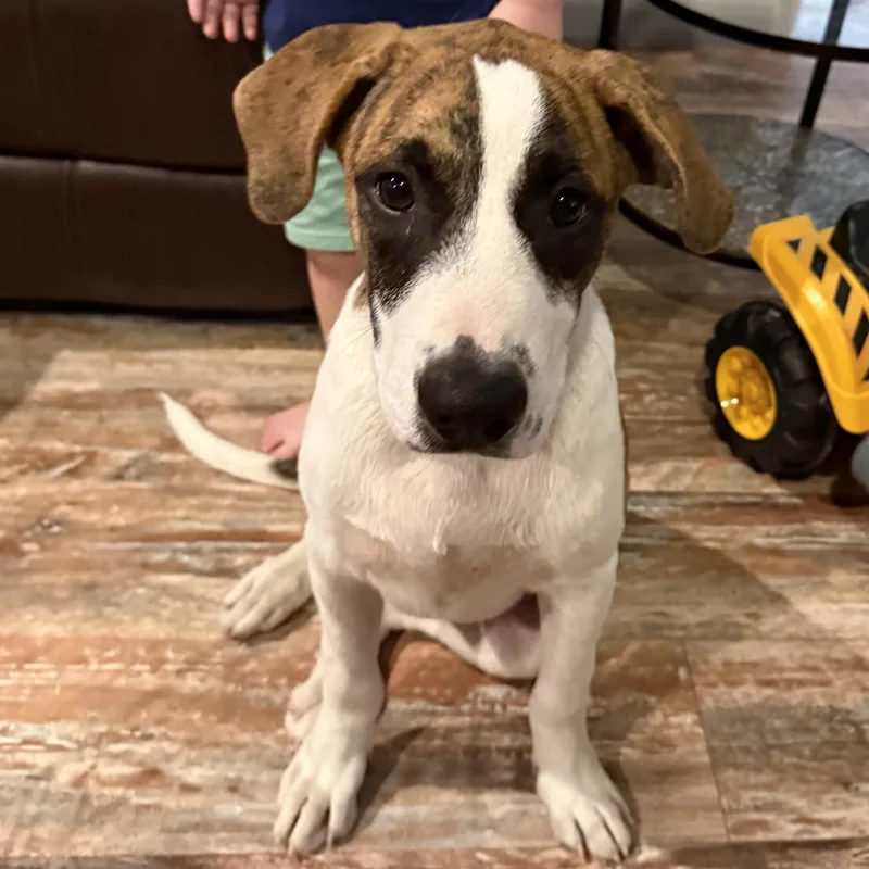 A baby large-sized male American Foxhound dog named Stanley for adoption in Krum, TX