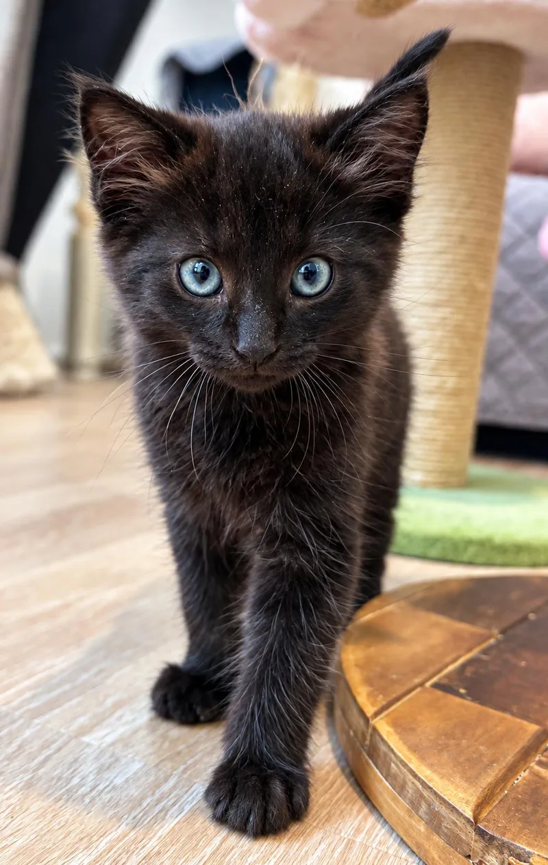 A baby medium-sized male Domestic Long Hair cat named Grover for adoption in Victor, NY
