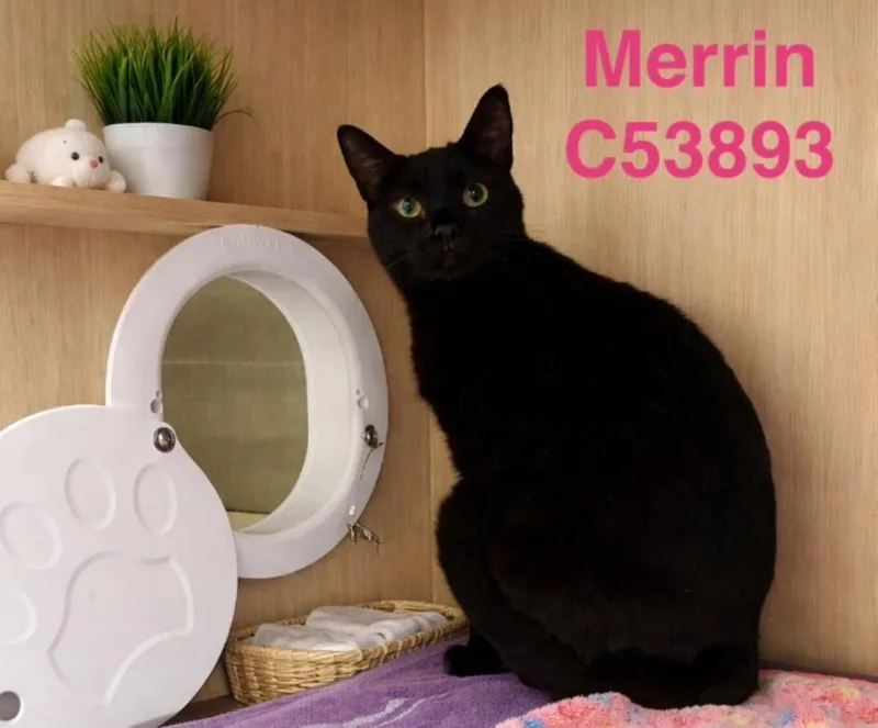 A young medium-sized female Domestic Short Hair cat named Merrin for adoption in Clarksville, TN