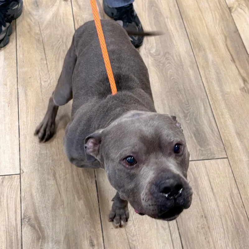 An adult medium-sized male Gray / Blue / Silver Pit Bull Terrier dog named Darnel for adoption in Newark, NJ