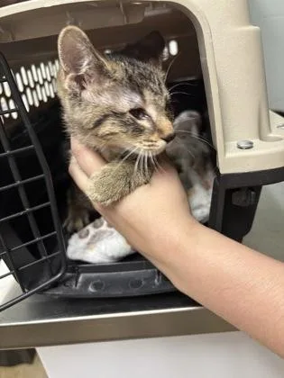 A baby large-sized female Domestic Short Hair cat named Moxie for adoption in Cincinnati, OH