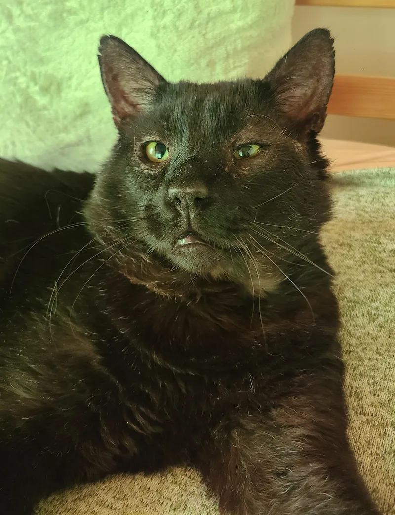An adult large-sized male Black Domestic Short Hair cat named Papa Bear for adoption in Ellijay, GA