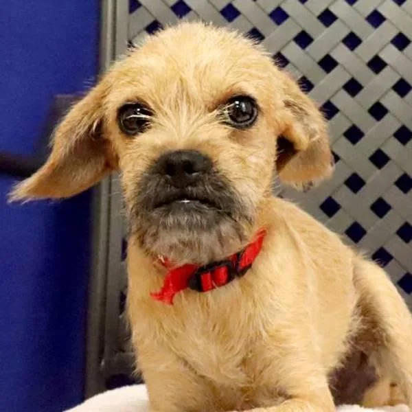A baby small-sized male Terrier dog named Gus for adoption in Midland, TX