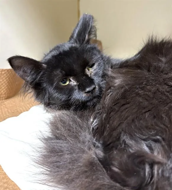 A young medium-sized male Domestic Long Hair cat named Neon for adoption in Dedham, MA