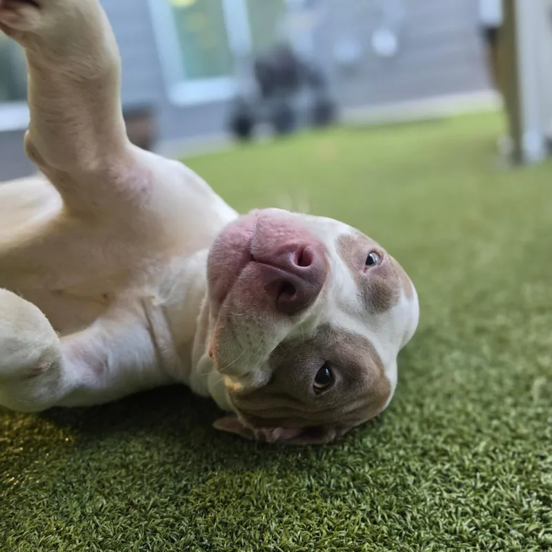 An adult medium-sized female White / Cream Pit Bull Terrier dog named Harper for adoption in Greensboro, NC