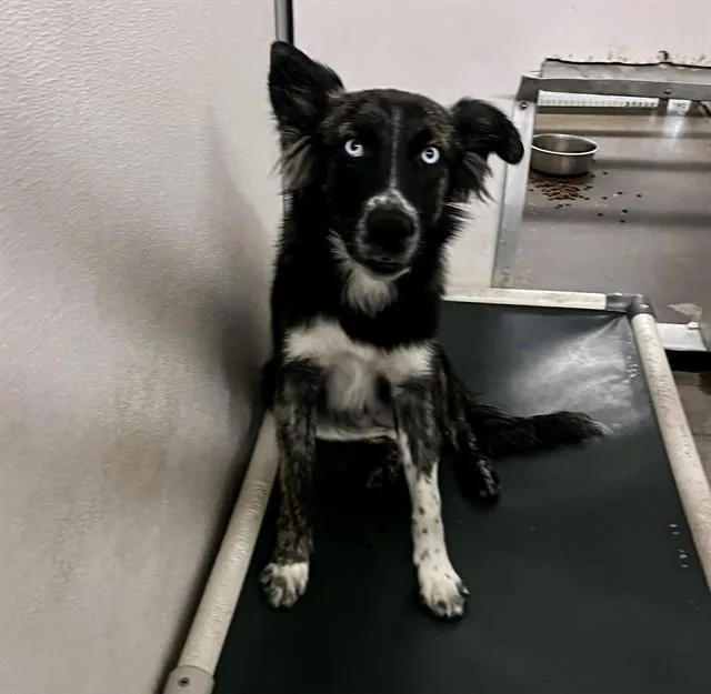 A young small-sized male Australian Shepherd dog named Felix for adoption in Stockton, CA