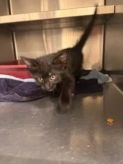 A baby small-sized female Domestic Short Hair cat named F for adoption in Lees Summit, MO