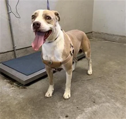 An adult large-sized female Pit Bull Terrier dog named Tala for adoption in Camarillo, CA