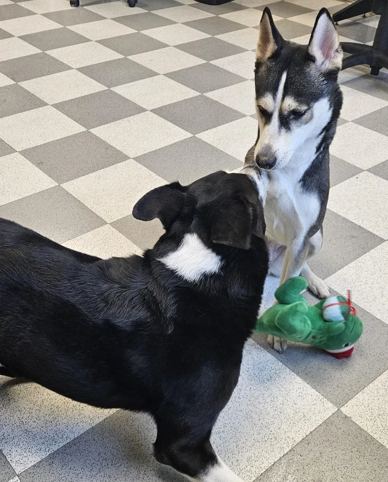 An adult medium-sized female Black Husky dog named Maggie for adoption in Benton Harbor, MI