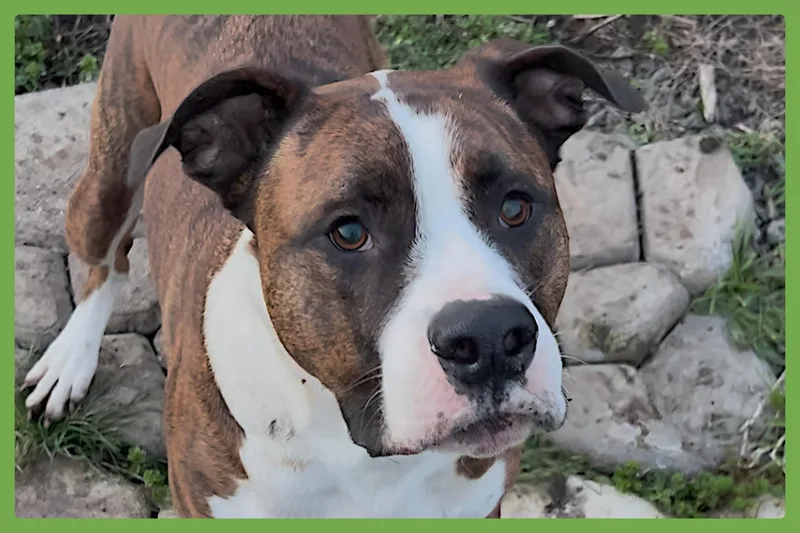 An adult large-sized male Brindle Boxer dog named Yuli for adoption in Amherst, MA