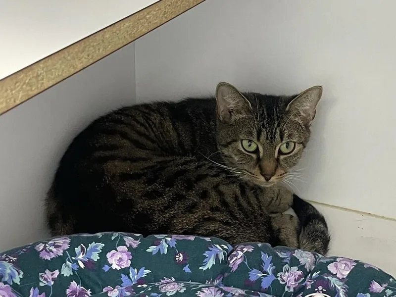 A young medium-sized female Tabby (Brown / Chocolate) Domestic Medium Hair cat named Evanescence for adoption in Trenton, ME