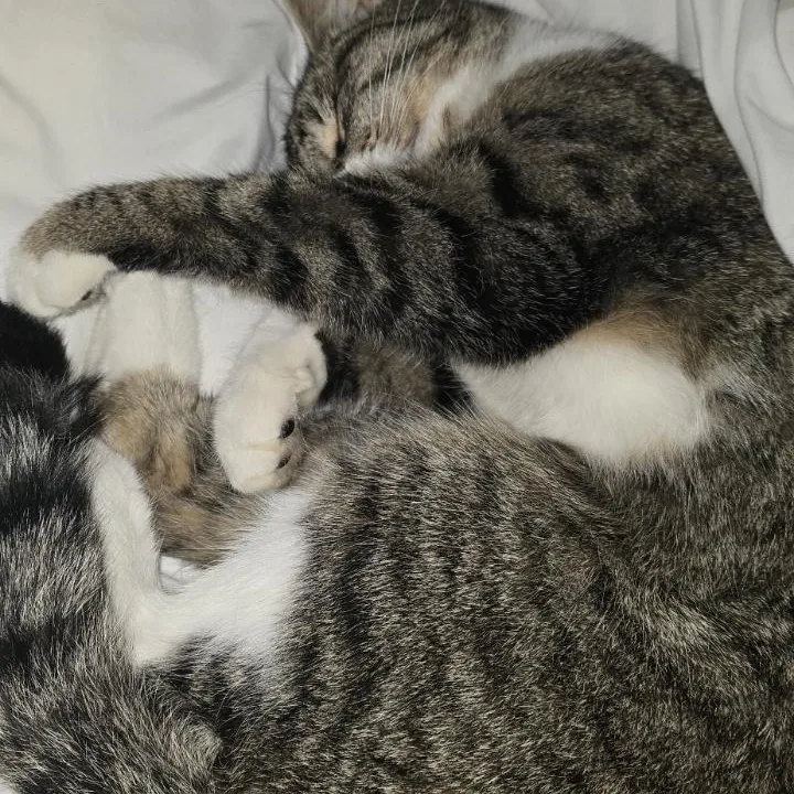 A young medium-sized male Tabby (Gray / Blue / Silver) Domestic Medium Hair cat named Bickery for adoption in Springfield, OR