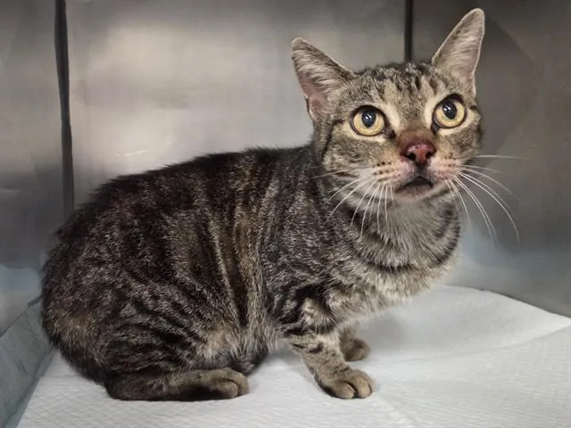 An adult medium-sized female Domestic Short Hair cat named Nonnie for adoption in Panama City, FL