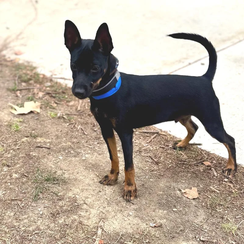 A young small-sized male Miniature Pinscher dog named Nikolai Chino Hills for adoption in Chino Hills, CA