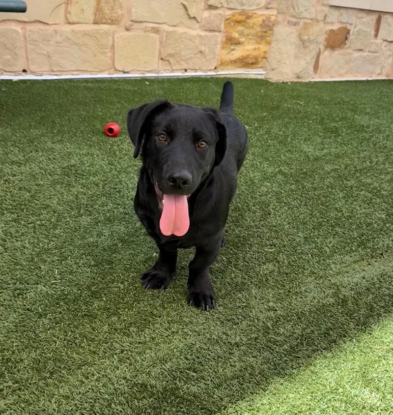 A young medium-sized male Labrador Retriever dog named Pope for adoption in Seguin, TX