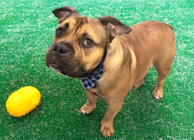 An adult medium-sized male American Staffordshire Terrier dog named Dude for adoption in Fort Lauderdale, FL