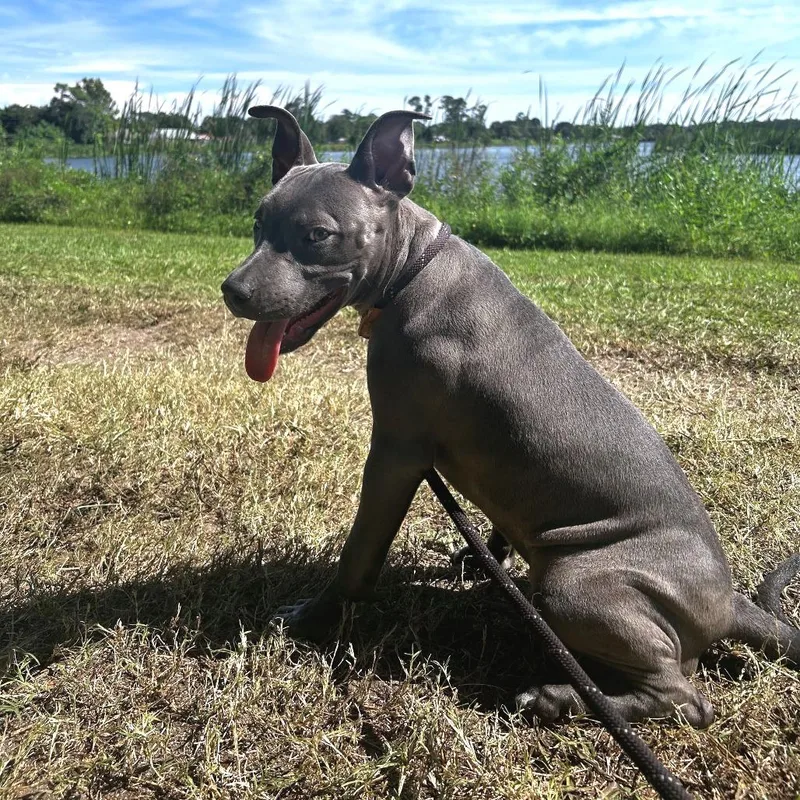 A young small-sized female Mixed Breed dog named Demi for adoption in Titusville, FL