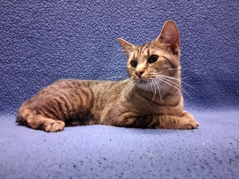 A young small-sized male Domestic Short Hair cat named General for adoption in Wintersville, OH