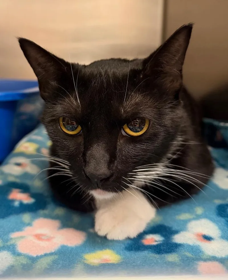 A young small-sized female Domestic Short Hair cat named Nala for adoption in Ocala, FL