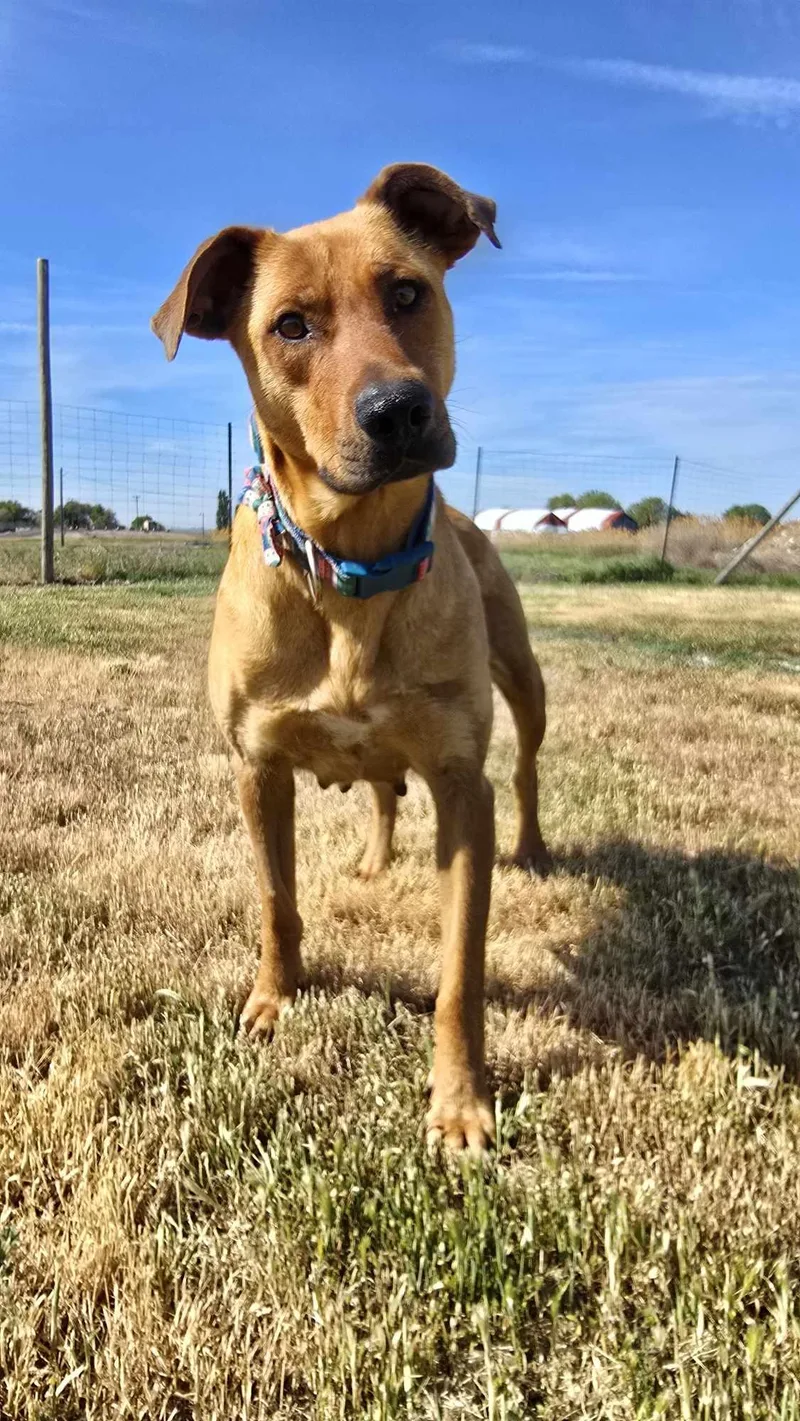 Heartline thumbnail 2